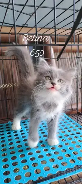 Anak kucing anggora/kitten persia flatnose /kucing persia betina