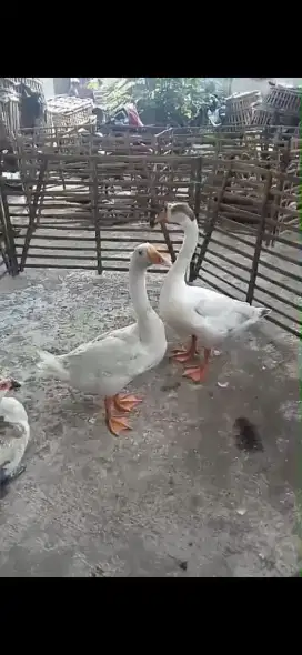 sepasang angsa soang