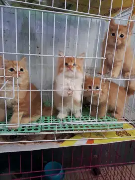 Anak kucing anggora/kitten flatnose /kucing persia jantan