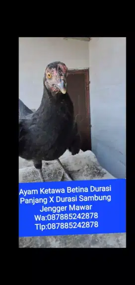 Ayam ketawa betina durasi panjang jengger mawar sangat murah