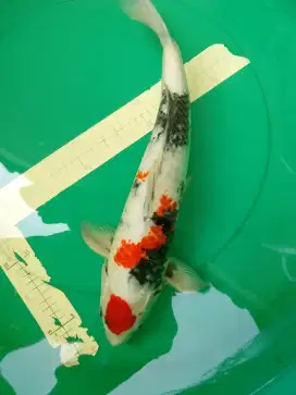 Ikan koi jenis SHOWA 42cm Male