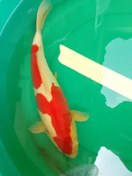 Ikan koi jenis KOHAKU DOITSU 43cm Female
