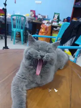 kucing kitten british shorthair 100% asli jantan sudah vaksin