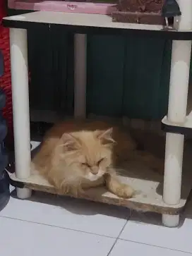 5 ekor kucing 1 ekor jantan 4 ekor betina ( adult/dewasa )