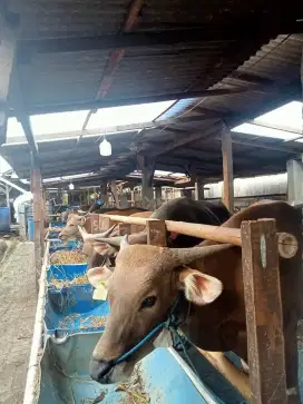 SAPI BALI MURAH