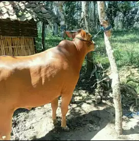 Jual sapi Qurban