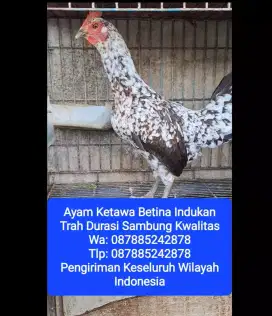 AYAM KETAWA DURASI SAMBUNG BETINA INDUKAN