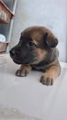 Jual anak anjing kampung sehat sudah makan nasi umur 2 bulan