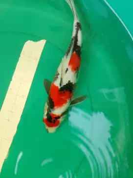 Ikan koi jenis SHOWA Kindai 36cm
