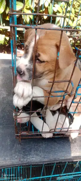 Open adop ras basenji baby