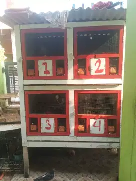 Kandang macan 4 pintu