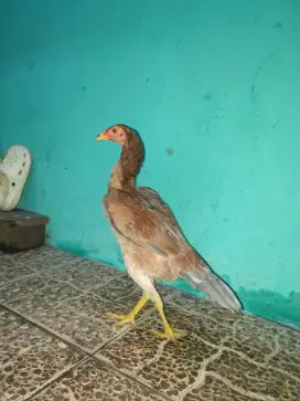 Ayam Bangkok x pahkoy
