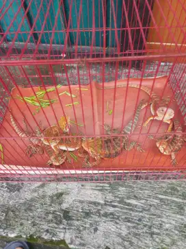 Kadal branded dragon