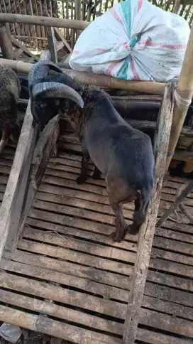 Domba qurban padasuka atas