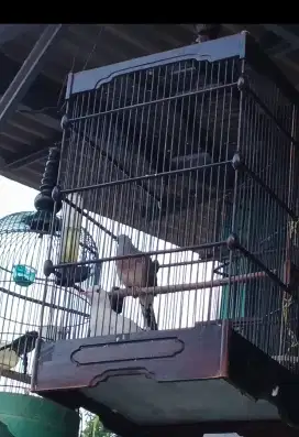 Perkutut lokal gacor mulai lolohan