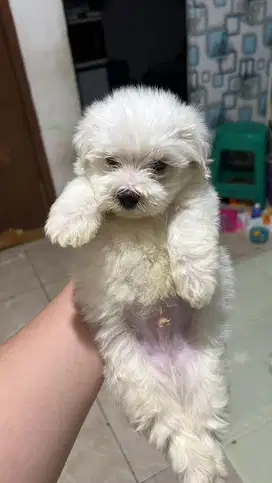 Anak anjing maltese lucu murah