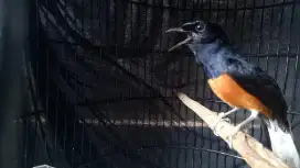 Burung murai gacor