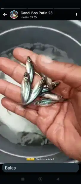 Jual bibit ikan patin