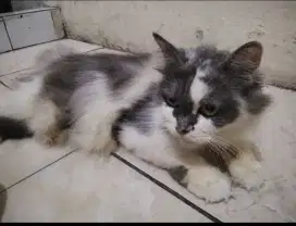 Dijual cepat kucing persia