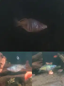 Ikan Rainbow Bosemani