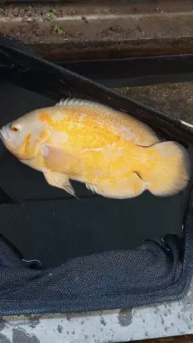 Ikan Oscar Nemo