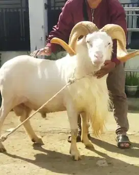 Domba Qurban Sultan Si Fernando