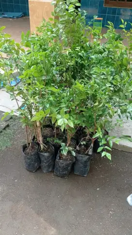 Anggur Batang Preco