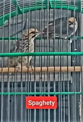 Sepasang Cucak Rowo seIndukan