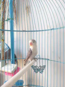 Burung love bird