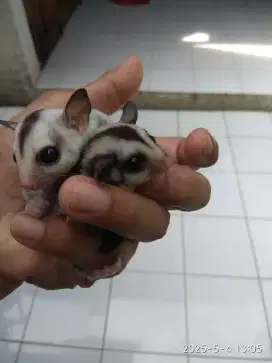 Sugar glider CG