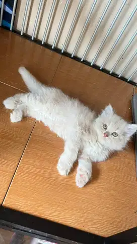 Kucing persia kitten