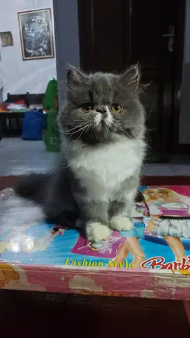 Kucing kitten peaknose longhair