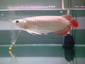 arwana super red