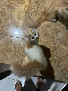 Persia norwegian x peaknose