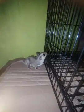 (Bahan rare) Jinak sugar glider WF DH Caramel x Creamino jantan