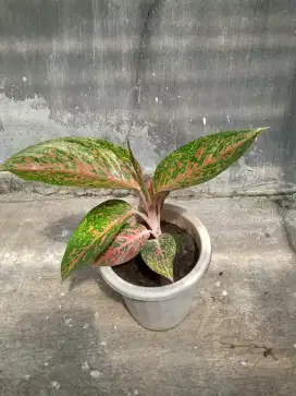 AGLONEMA TANAMAN HIAS