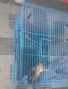 Sugar glider jantan