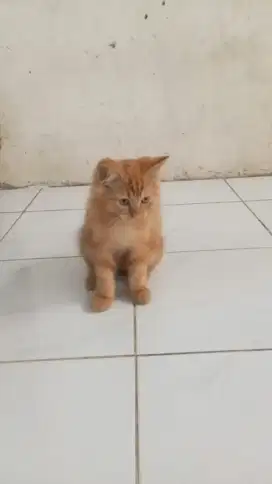 Kucing Persia usia 3 bulan