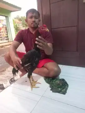 Ayam Bangkok Koytrad