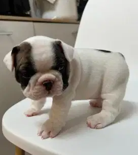 French bulldog jantan