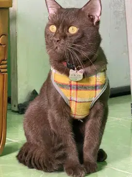 Kucing british short hair choco , Bsh choco cinnamon