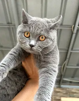 Kucing british shorthair betinabsh british short hair