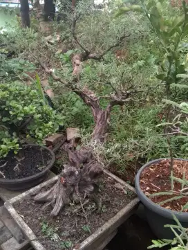 Pohon bonsai Pampers Bali