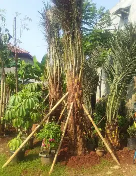 Jual pohon palem kurma batang keras