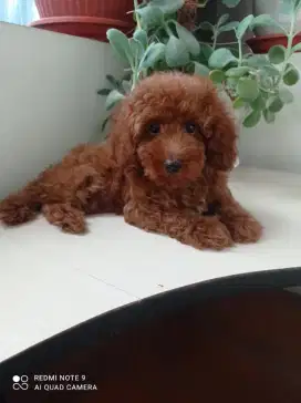 Toy poodle red puppies