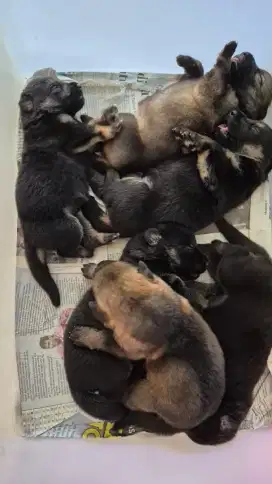German shepered puppies