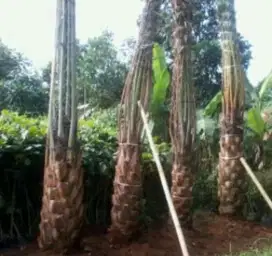 Jual murah tanaman hias palem kurma