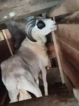 Domba akikah atau kurban