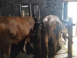 Bismillah jual sapi qurban jantan dan betina