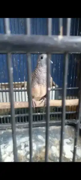 Perkutut katuranggan